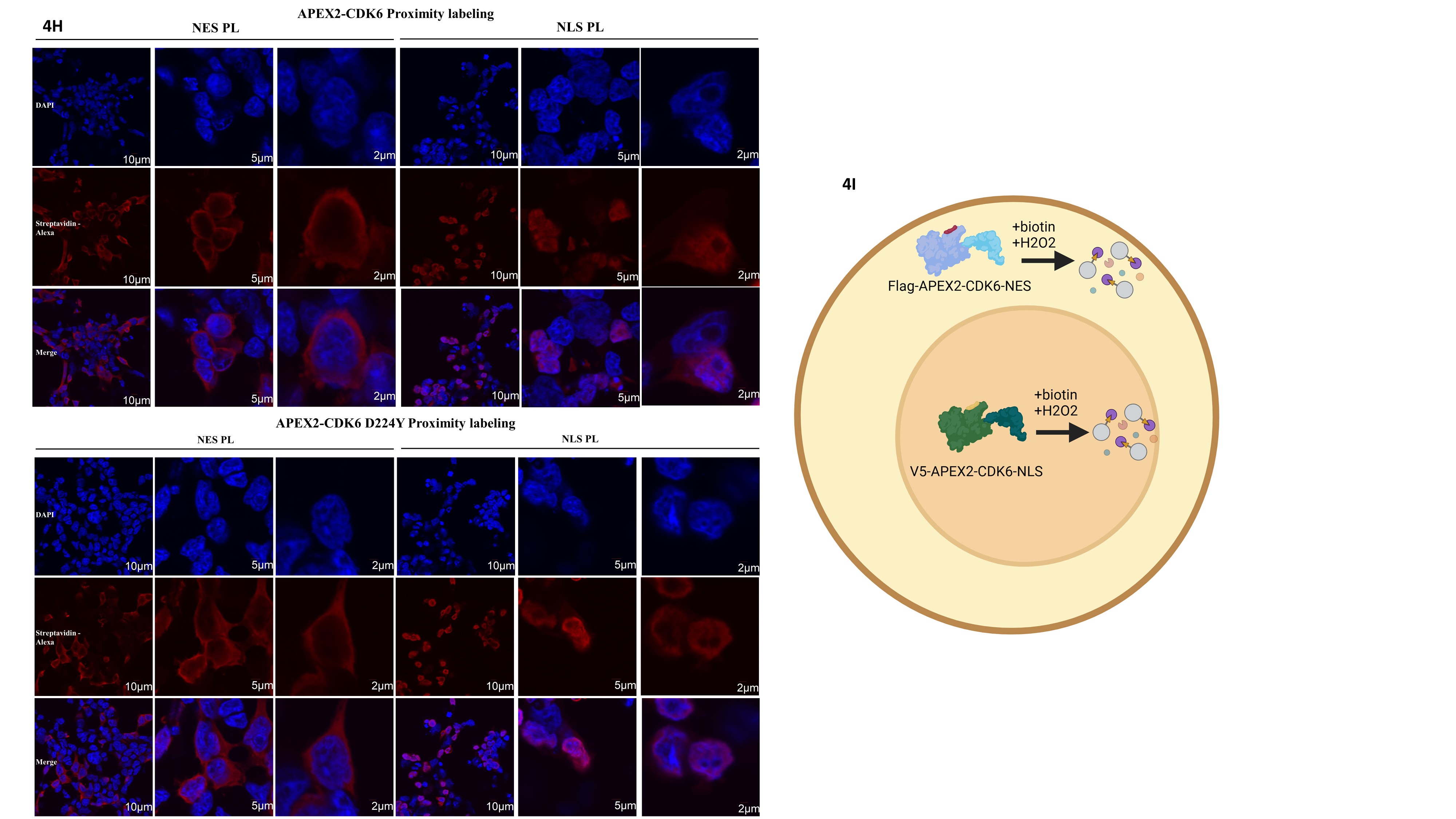 ADC mechanism figure