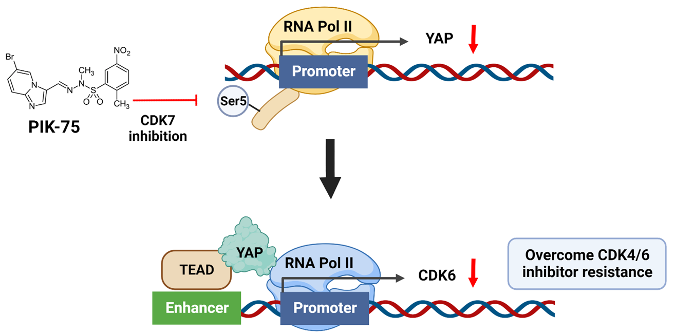 CDK7 / Hippo pathway figure