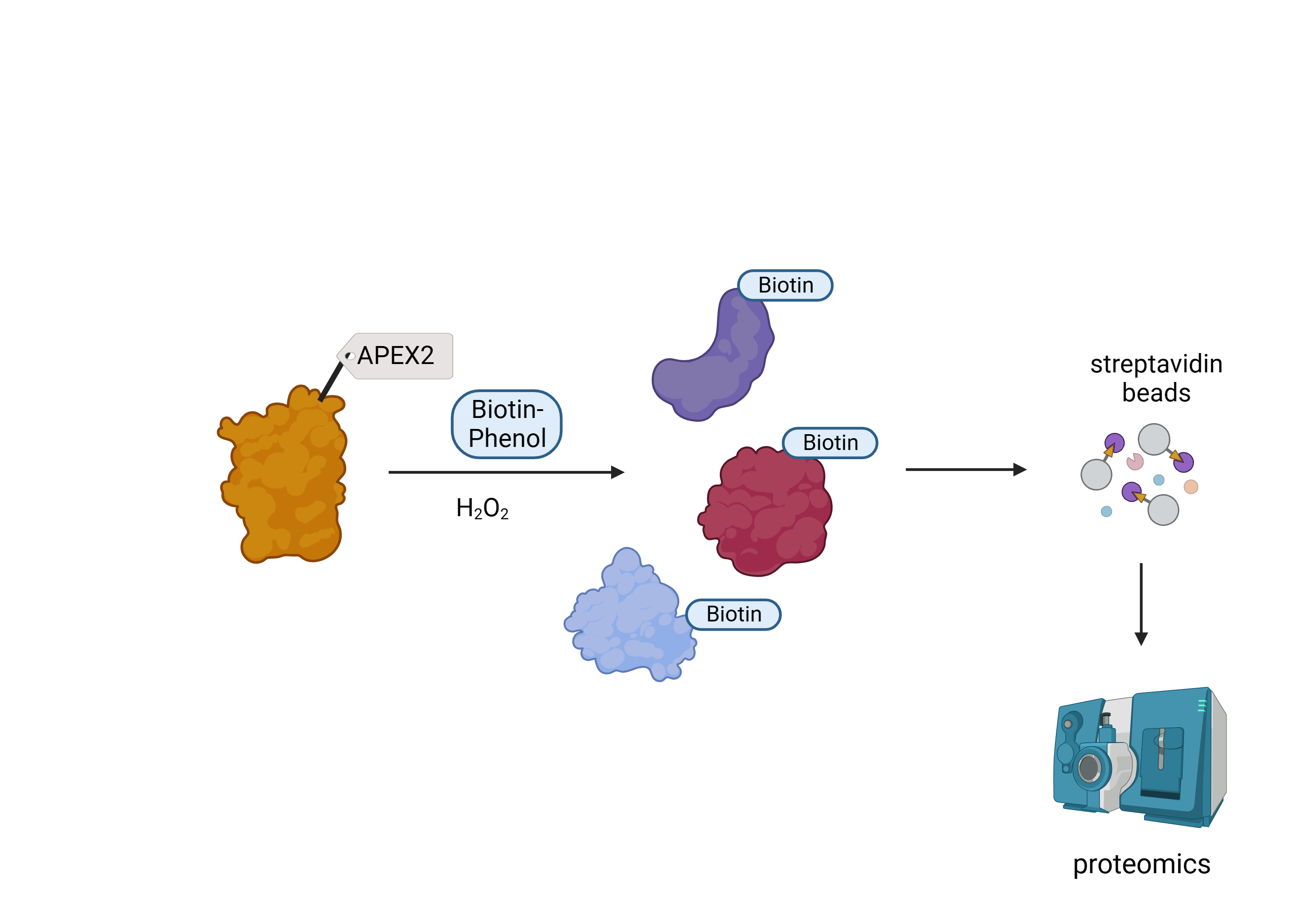 Proximity labeling proteomics figure